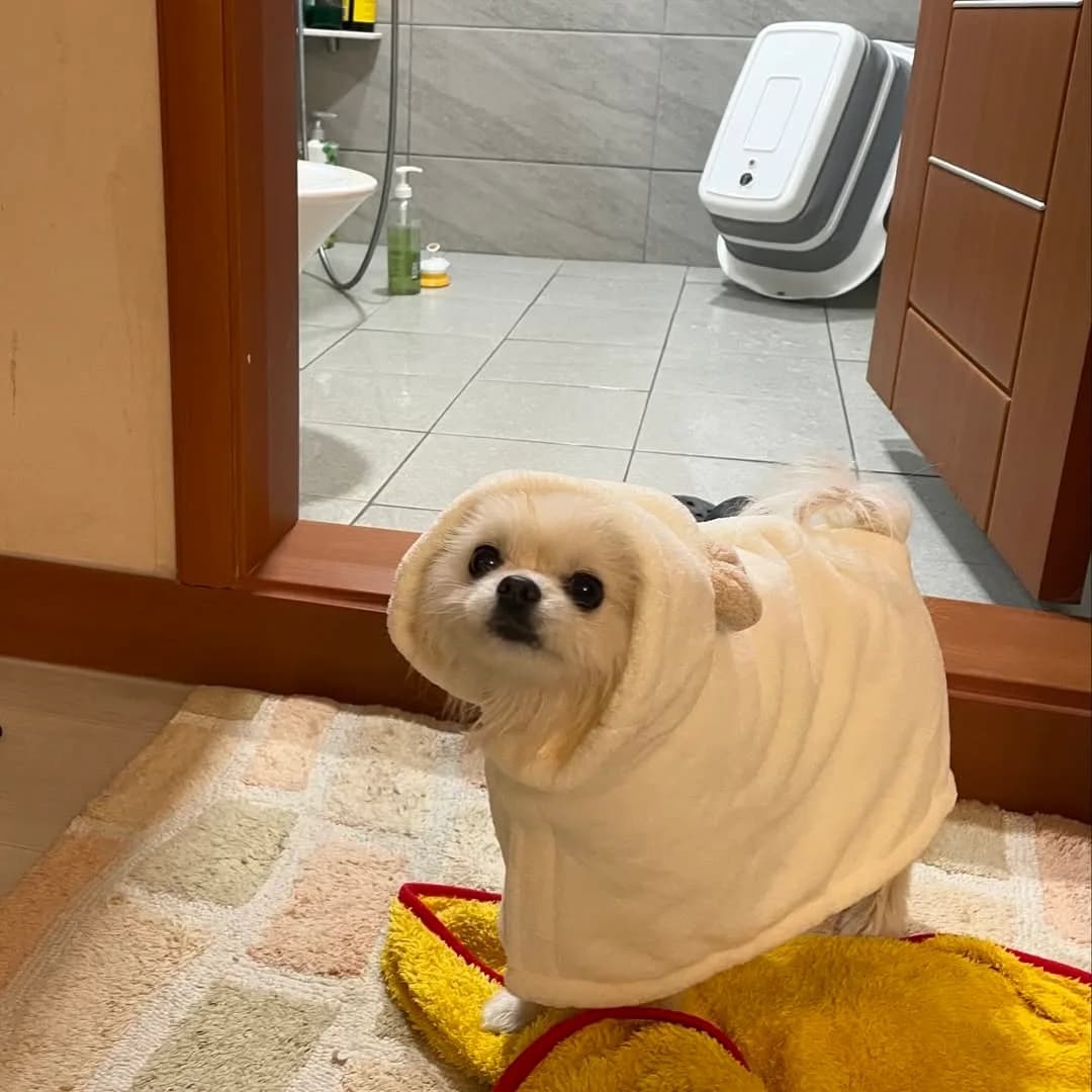 비오는날 비 맞고 산책 후 멍빨!!
비맞고 뛰어다닐땐 좋았지? 😁

#강아지 #댕댕이 #반려견동반 #애견동반 #애견동반카페 #애견동반여행 #인스타그램 #강아지모델 #댕댕이그램 #귀여운강아지 #포메라니안 #쿠키 #선팔 #맞팔 #멍팔 #아기강아지 #곰돌이컷 #댕팔 #일상 #강아지산책 #댕스타그램 #멍스타그램 #멍멍이 #화이트포메 #복종훈련 #애견모델 #원숭이시기 #협찬