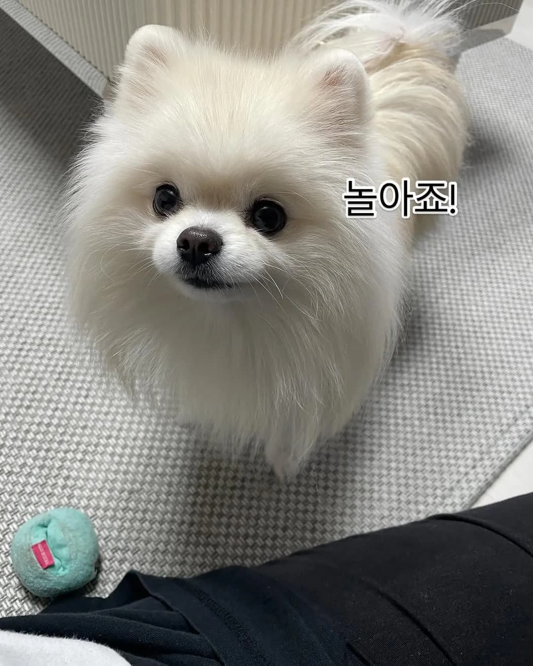 놀아달라고
공들고온 쿠키!
10분 앉아있으면 
내옆에는 장난감이 가득 쌓인다.ㅋㅋ

#강아지 #댕댕이 #반려견동반 #애견동반 #애견동반카페 #애견동반여행 #인스타그램 #강아지모델 #댕댕이그램 #귀여운강아지 #포메라니안 #쿠키 #선팔 #맞팔 #멍팔 #아기강아지 #곰돌이컷 #댕팔 #일상 #강아지산책 #댕스타그램 #멍스타그램 #멍멍이 #화이트포메 #복종훈련 #애견모델 #원숭이시기 #협찬