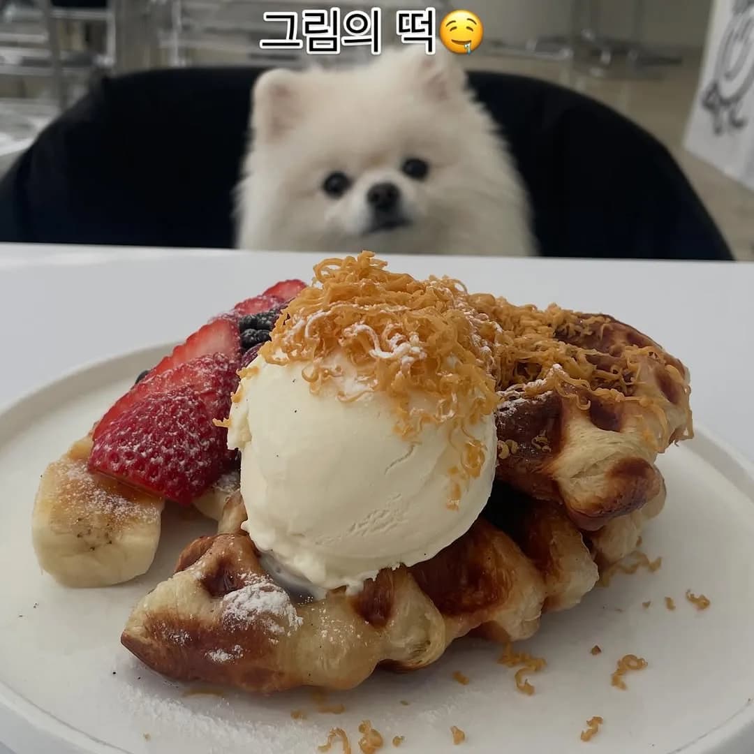 쿠키랑 카페 나들이!!
쿠키야!! 요건 못 먹어..

#강아지 #댕댕이 #반려견동반 #애견동반 #애견동반카페 #애견동반여행 #인스타그램 #강아지모델 #댕댕이그램 #귀여운강아지 #포메라니안 #쿠키 #선팔 #맞팔 #멍팔 #아기강아지 #곰돌이컷 #댕팔 #일상 #강아지산책 #댕스타그램 #멍스타그램 #멍멍이 #화이트포메 #복종훈련 #애견모델 #원숭이시기 #협찬