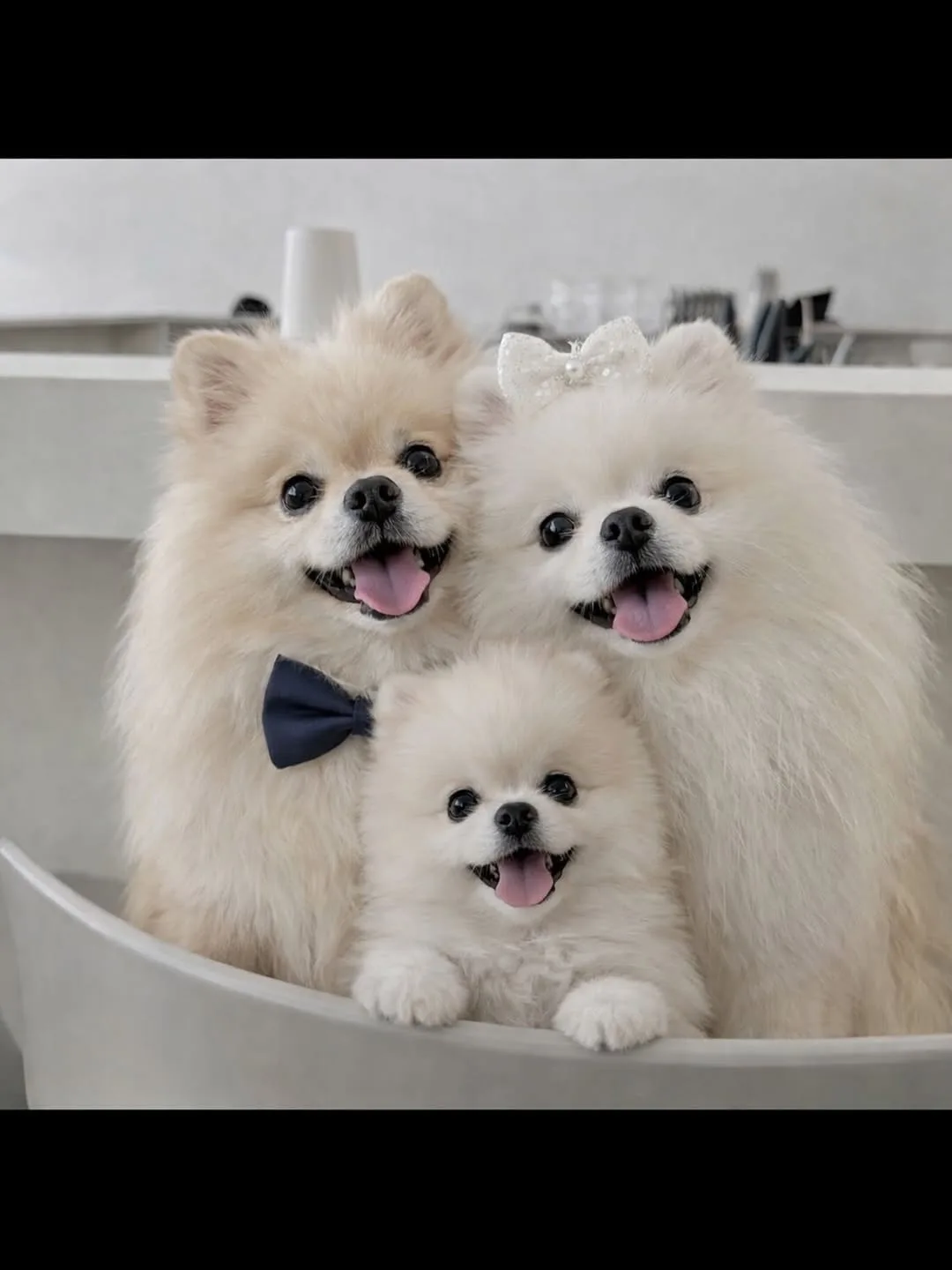 쿠키 가족!!
쿠키가 가족이 있었다면 저런 모습일듯!!